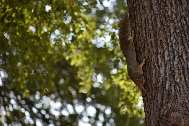 明日魔术战猛龙伤病：小瓦格纳等6人缺席，萨格斯不在列